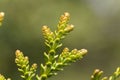 Young shoot of a hiba tree Thujopsis dolabrata Royalty Free Stock Photo