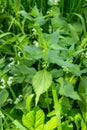 Young shoot of nettle with white buds on a background of wild grass. Edible wild herbs, medical plants