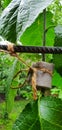 A young shoot of a plum tree tied up. Gardening on your own