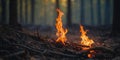 Young shoot rising from the ashes in a forest after a fire. Royalty Free Stock Photo
