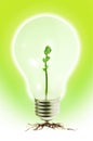 Young shoot in tungsten light bulb Royalty Free Stock Photo
