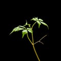 Young shoot of Virginia creeper Parthenocissus quinquefolia with tiny green leaves and tendrils isolated on black background Royalty Free Stock Photo