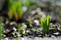 young shoot of a yellow daffodil