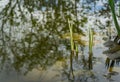 Young shoots of Acorus Calamus Variegatus called Sweet Flag or calamus in pond. Beautiful long green and white calamus leaves Royalty Free Stock Photo