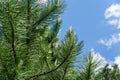 Young shoots of Austrian pine or black pine Pinus Nigra.Green shoots on branches on blue sky with white Royalty Free Stock Photo