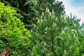 Young shoots of Austrian pine Pinus nigra or black pine in spring garden. On left green leaves  Rhus typhina sumac Royalty Free Stock Photo