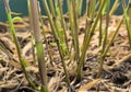Young shoots of Bamboo growing in the soil in the pot, selective focus
