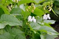 Young shoots and bean flowers in the field