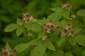 Blossoming Raspberry Shoots in the Garden.Raspberry Flower Buds