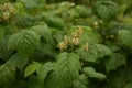 Blossoming Raspberry Shoots in the Garden.Raspberry Flower Buds