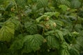 Blossoming Raspberry Shoots in the Garden.Raspberry Flower Buds