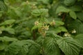 Blossoming Raspberry Shoots in the Garden.Raspberry Flower Buds