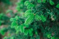 Young shoots of blue spruce. Spring coniferous background. Coniferous branches close-up