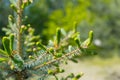 Young shoots of blue spruce. Spring coniferous background. Coniferous branches close-up