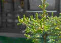 Young shoots of blue spruce. Spring coniferous background. Coniferous branches close-up