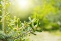 Young shoots of blue spruce. Spring coniferous background in the rays of the sun. Coniferous branches close-up