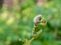 Young shoots of bracken fern eaten by a light shaggy caterpillar, selective focus