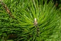 Young shoots on branches of black Austrian pine Pinus nigra. Sunny day in spring garden. Nature concept for design. Royalty Free Stock Photo