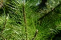 Young shoots on branches of black Austrian pine Pinus nigra. Sunny day in spring garden Royalty Free Stock Photo