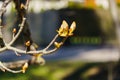 Young shoots and buds of a chestnut on a tree in spring