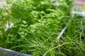 Young shoots of carrots. Royalty Free Stock Photo