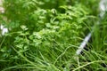 Young shoots of carrots. Seedlings of carrots Royalty Free Stock Photo