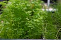 Young shoots of carrots. Seedlings of carrots Royalty Free Stock Photo