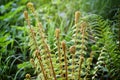 Young shoots of Common Male Fern, Dryopteris filix-mas Royalty Free Stock Photo