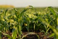 Young shoots of corn, close-up, selective focus