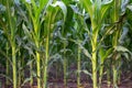 Young shoots of corn, close-up, selective focus