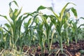 Young shoots of corn, close-up, selective focus