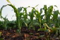 Young shoots of corn, close-up, selective focus