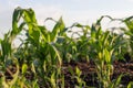 Young shoots of corn, close-up, selective focus