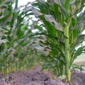 Young shoots of corn, close-up, selective focus