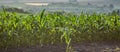 Young shoots of corn, close-up, selective focus