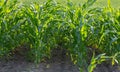 Young shoots of corn, close-up, selective focus