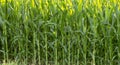 Young shoots of corn, close-up, selective focus