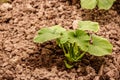 The young shoots of cucumber in a greenhouse in fertile ground Royalty Free Stock Photo