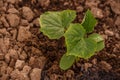 The young shoots of cucumber in a greenhouse in fertile ground Royalty Free Stock Photo