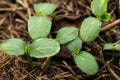 Young shoots of a cucumber Royalty Free Stock Photo