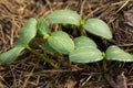 Young shoots of a cucumber Royalty Free Stock Photo