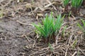 Young shoots of daffodil flowers in a spring flowerbed Royalty Free Stock Photo