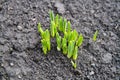 Young shoots of daffodils in a spring garden. Royalty Free Stock Photo