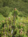 Young shoots of dwarf alpine pine Royalty Free Stock Photo