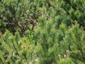 Young shoots of dwarf mountain pine latin name: Pinus mugo Royalty Free Stock Photo