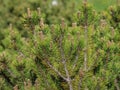 Young shoots dwarf mountain pine latin name: Pinus mugo Royalty Free Stock Photo