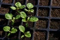 Young shoots of eggplant. The sprouts of eggplants grown at home from seeds. Royalty Free Stock Photo