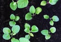 Green seedlings of eggplant. Royalty Free Stock Photo