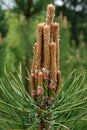 Young shoots on the end of pine branch