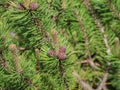 Young shoots and female cones of dwarf alpine pine Royalty Free Stock Photo
